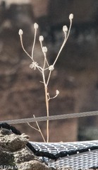 Hypochaeris achyrophorus