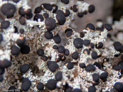 Stereocaulon gregarium