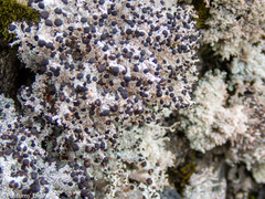 Stereocaulon gregarium