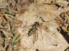 Melangyna lasiophthalma