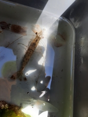 Penaeus aztecus