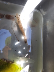Penaeus aztecus