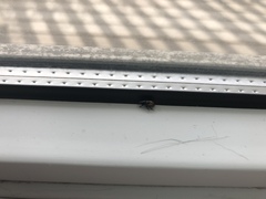 Chilothorax distinctus