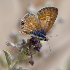 Leptotes marina