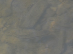 Rhinichthys atratulus