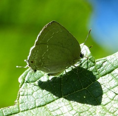 Strephonota tephraeus