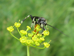Ichneumon devinctor