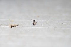 Temnothorax schaumii