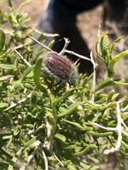 Paracotalpa