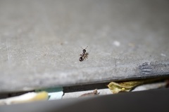 Temnothorax schaumii