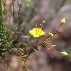 Crocanthemum aldersonii