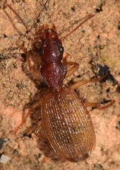 Trymosternus