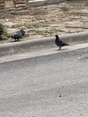 Columba livia domestica