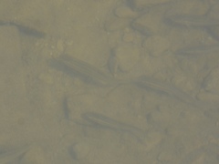 Rhinichthys atratulus