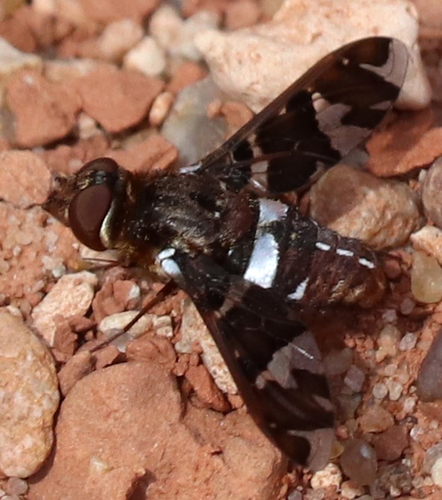 Exoprosopa caliptera photo 4
