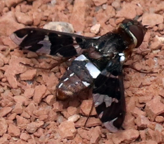 Exoprosopa caliptera