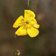 Crocanthemum aldersonii
