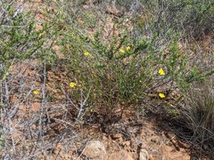 Crocanthemum aldersonii