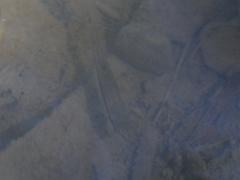 Rhinichthys atratulus