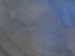 Rhinichthys atratulus