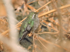 Cynanthus latirostris