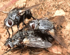 Rhamphina rectirostris