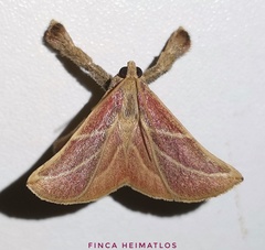 Pachypodistes goeldii