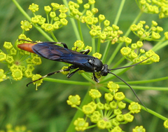 Ichneumon devinctor