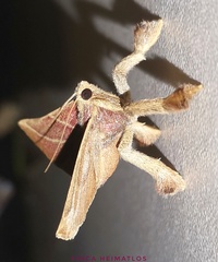 Pachypodistes goeldii