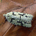 Lichen Button - Photo (c) richardjaybee, some rights reserved (CC BY-NC), uploaded by richardjaybee