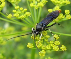 Ichneumon devinctor