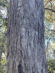 Eucalyptus resinifera