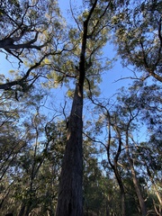 Eucalyptus resinifera