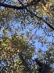Eucalyptus resinifera