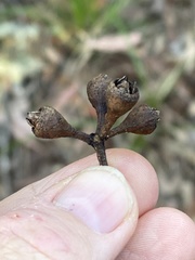 Eucalyptus resinifera