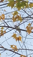 Vireo solitarius