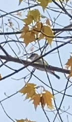 Vireo solitarius