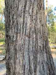Eucalyptus baileyana