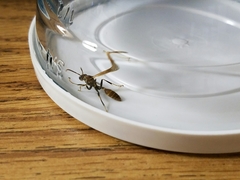 Mischocyttarus mexicanus cubicola