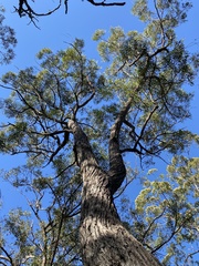 Eucalyptus baileyana