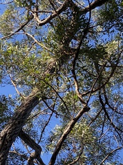 Eucalyptus baileyana