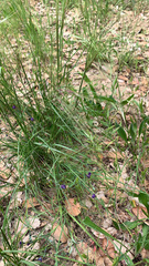 Nassella leucotricha