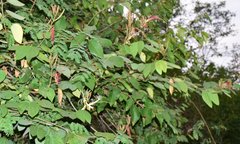 Bauhinia ungulata