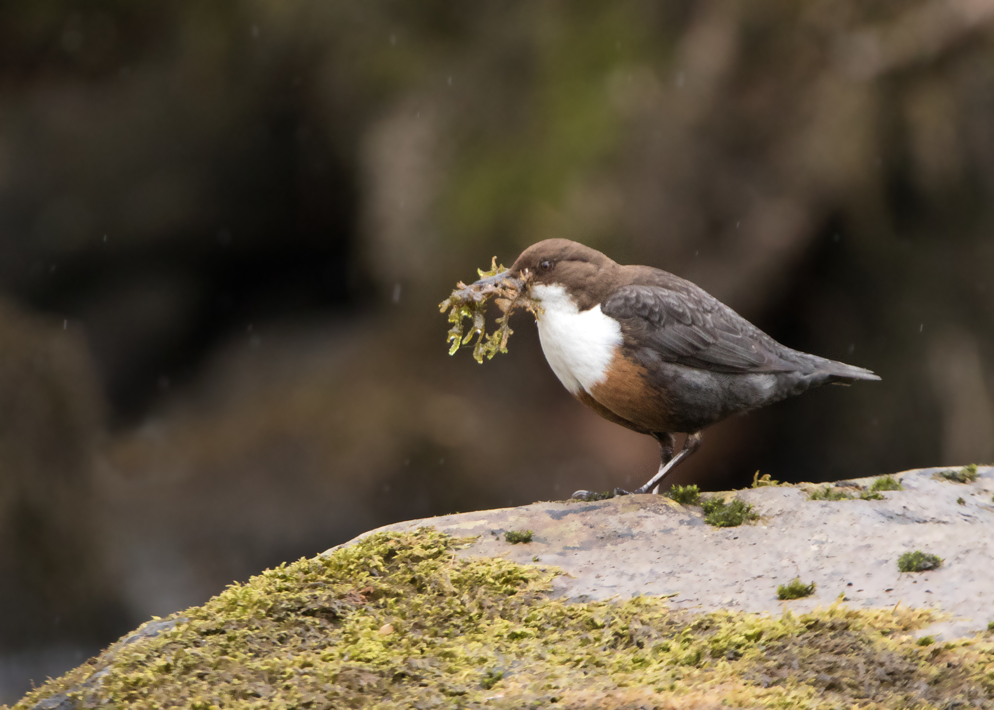 White-throated Dipper