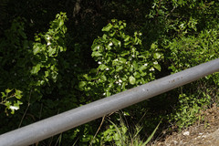 Styrax platanifolius platanifolius