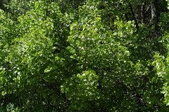 Styrax platanifolius platanifolius