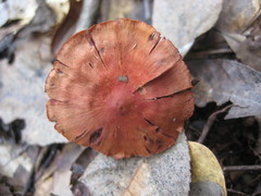 Cortinarius marylandensis