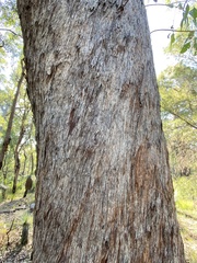 Eucalyptus planchoniana
