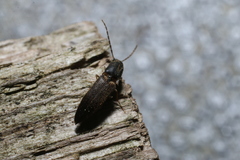 Dolerosomus silaceus