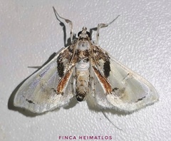 Neoleucinodes